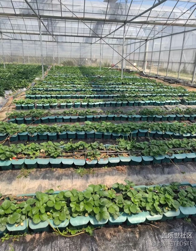 【途有春光】采摘