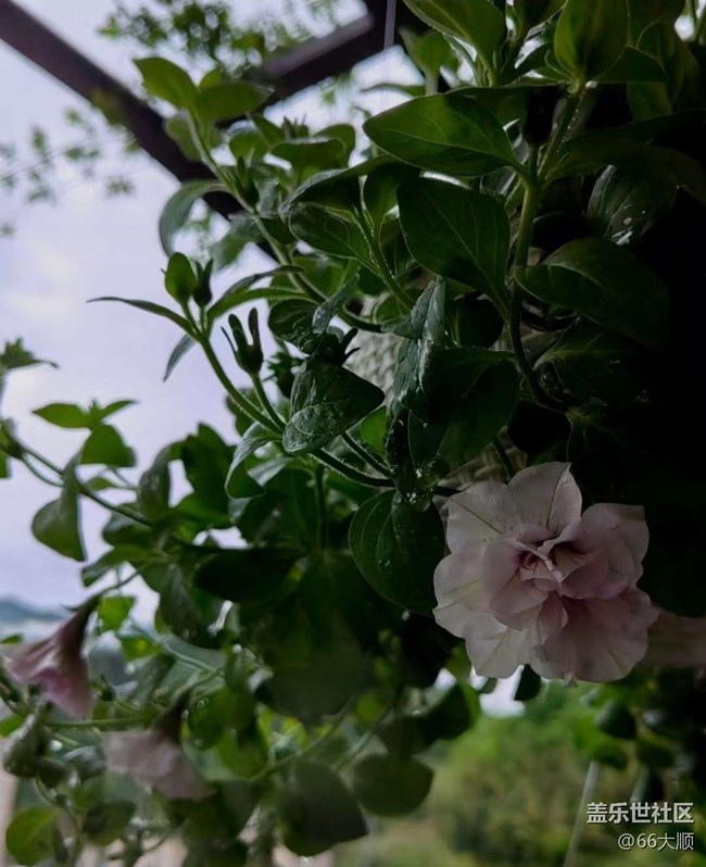 【途有春光】雨后花