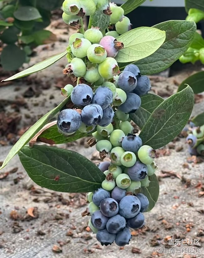 【途有春光】采摘