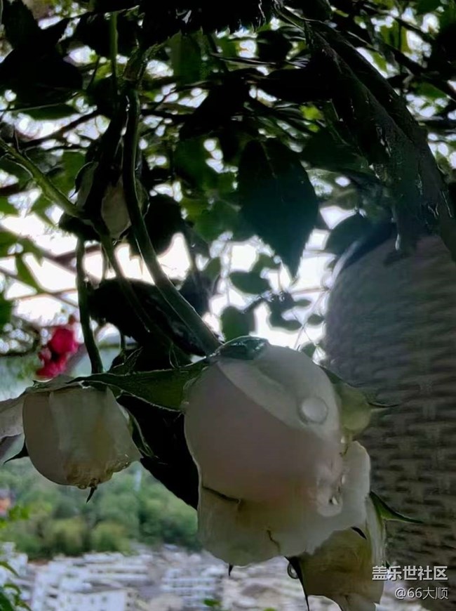 【途有春光】雨后花