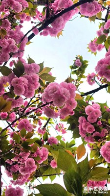 路邊的櫻花開了