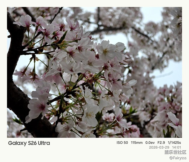 Galaxy S26 Ultra Log模式拍櫻花