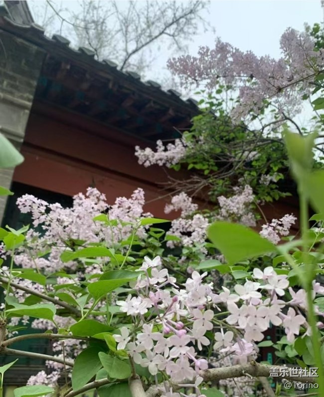 【途有春光】大明湖畔