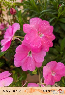 【鏡藏萬(wàn)象】花影搖曳，綠葉低語(yǔ)