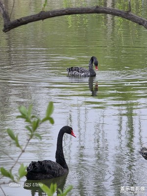 【鏡藏萬(wàn)象】+水木清池，雙影天鵝