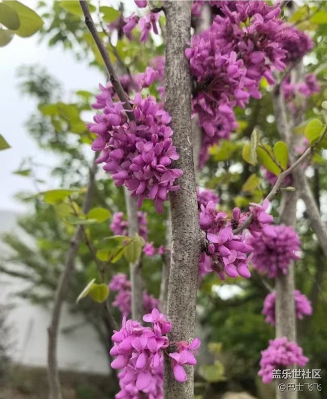 【途有春光】花開的日子