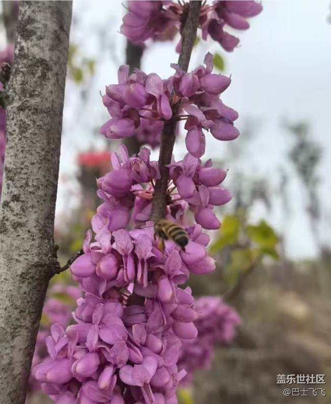 【途有春光】花開的日子