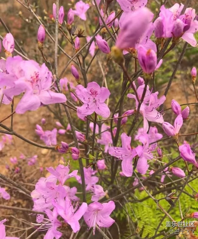 【途有春光】花開的日子