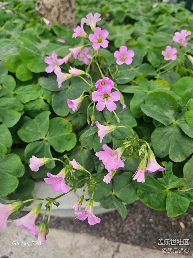 【迎春，在冬末】歡迎春來(lái)到