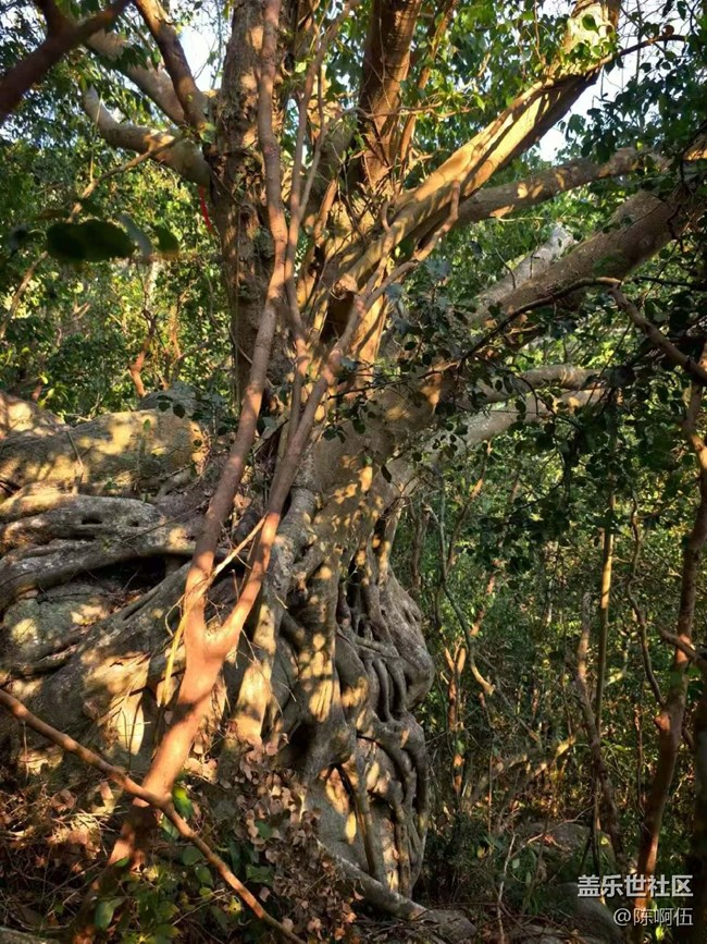 【途有春光】落日