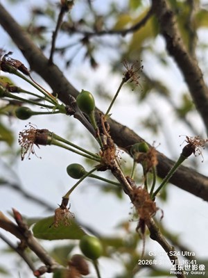 【鏡藏萬象】+我家櫻桃樹