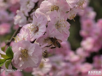 【鏡藏萬(wàn)象】+一花一世界