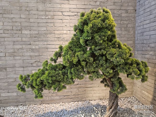 【迎春，在冬末】歡迎春來(lái)到