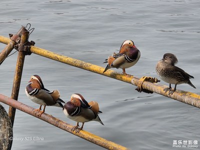 【鏡藏萬(wàn)象】+只羨鴛鴦不羨仙