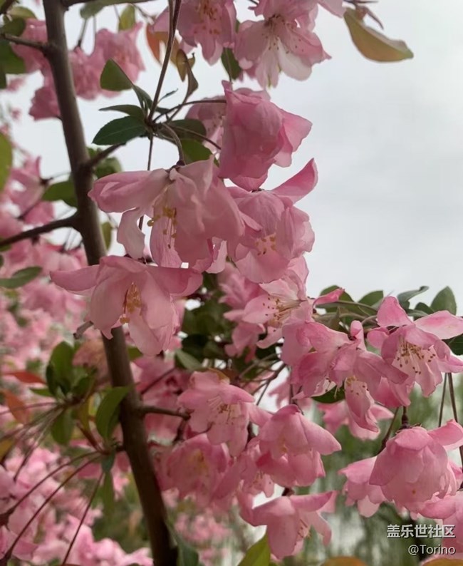 【途有春光】大明湖畔