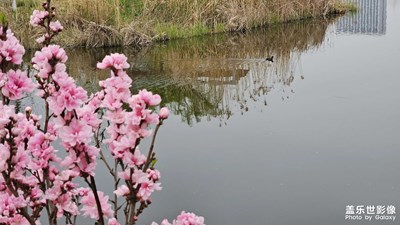 【鏡藏萬(wàn)象】+叫不上名字的花