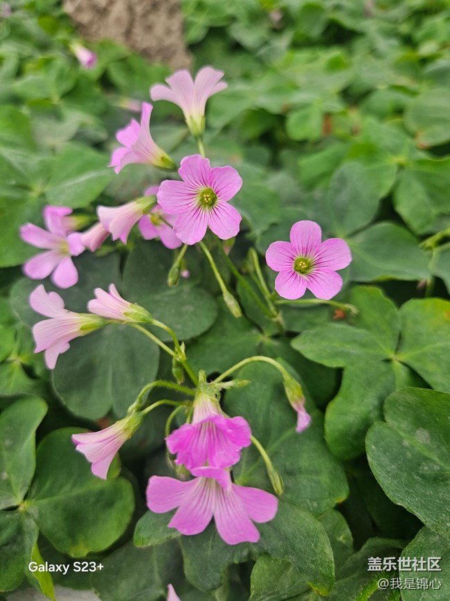 【迎春，在冬末】歡迎春來(lái)到