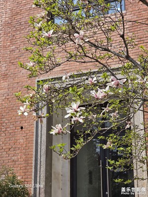 【鏡藏萬象】+清華春景，暖陽花開，少年操場