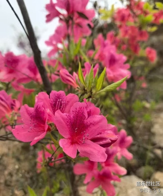 【途有春光】花開的日子