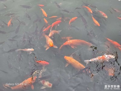 【鏡藏萬(wàn)象】+好運(yùn)魚(yú)