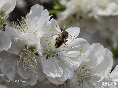 【鏡藏萬象】+花間密語