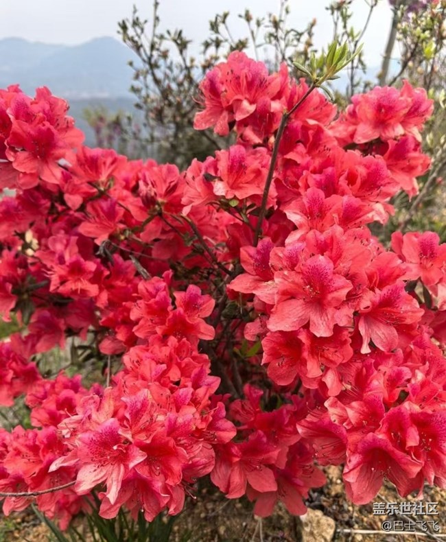 【途有春光】花開的日子