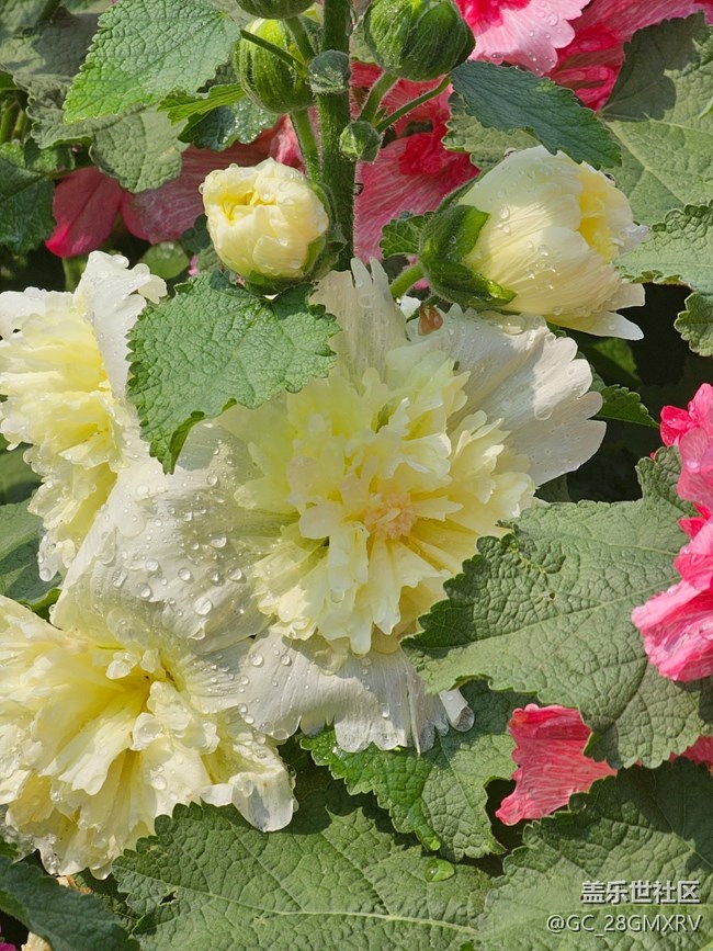 【迎春，在冬末】尋花香