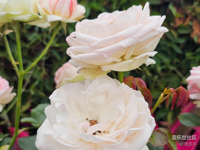 【迎春，在冬末】3月