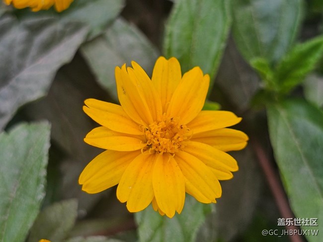 【迎春，在冬末】春日記憶