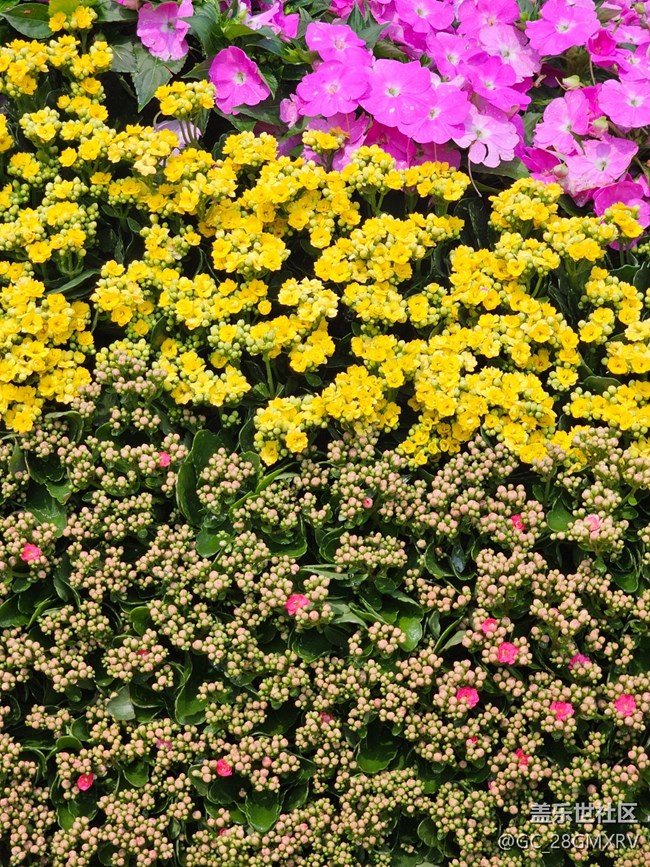 【迎春，在冬末】尋花香