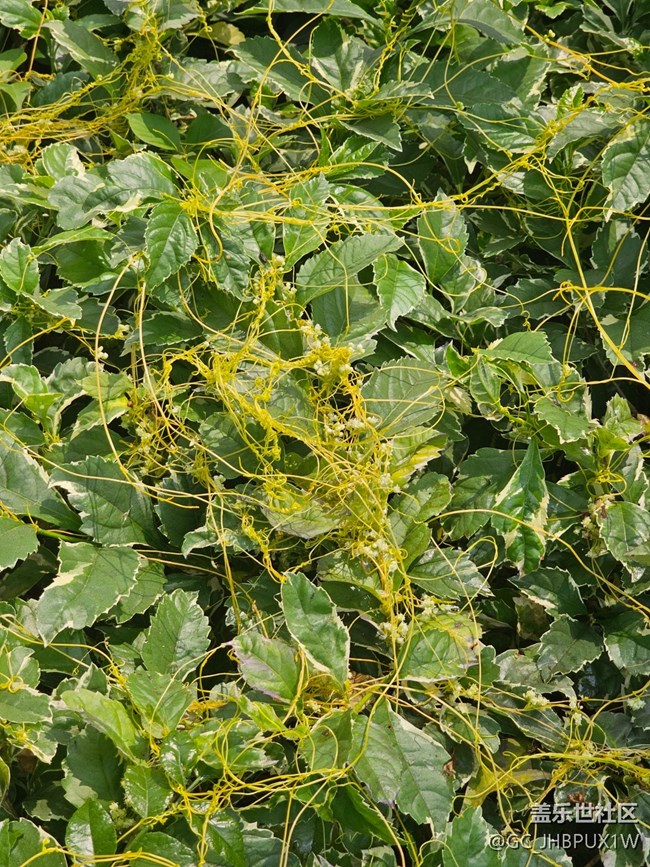 【迎春，在冬末】春日記憶