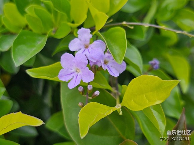 【一鏡藏春】花朵盛開