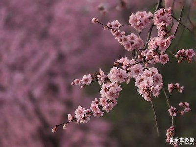 【鏡藏萬象】花一枝