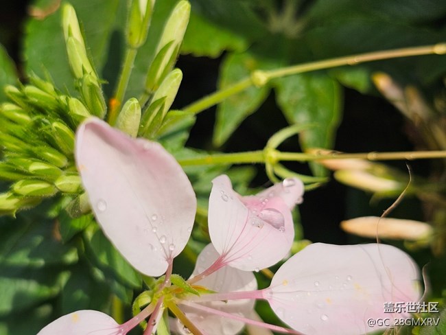 【迎春，在冬末】尋花香