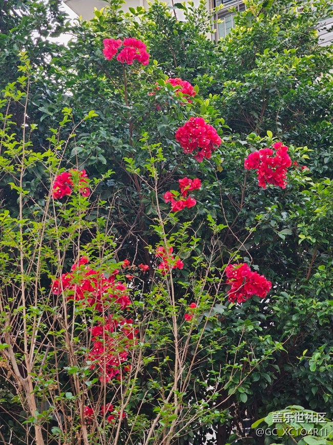 【一鏡藏春】花朵盛開