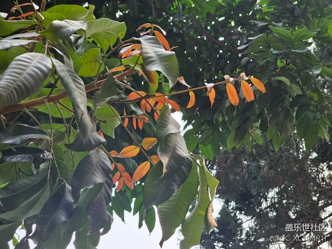 【一鏡藏春】花朵盛開