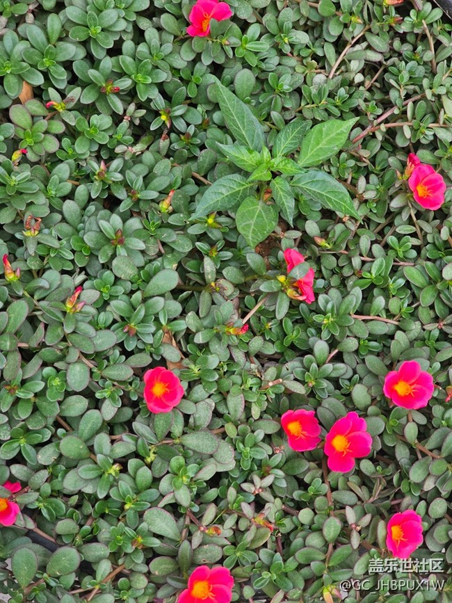 【迎春，在冬末】春日記憶