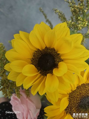 【鏡藏萬象】花之光影