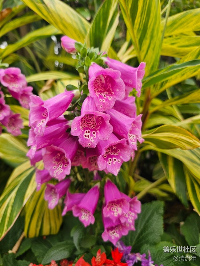 【迎春，在冬末】3月