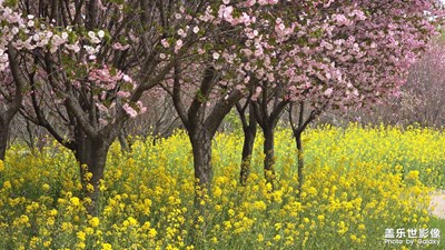 【鏡藏萬(wàn)象】春日櫻花園