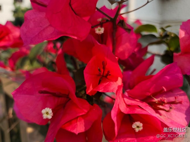 【一鏡藏春】花朵盛開