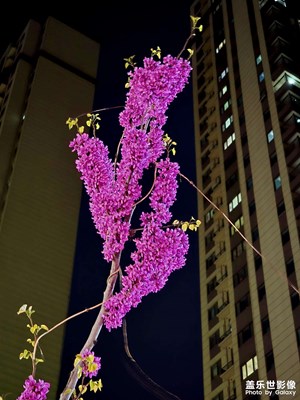 夜幕中的紫荊花