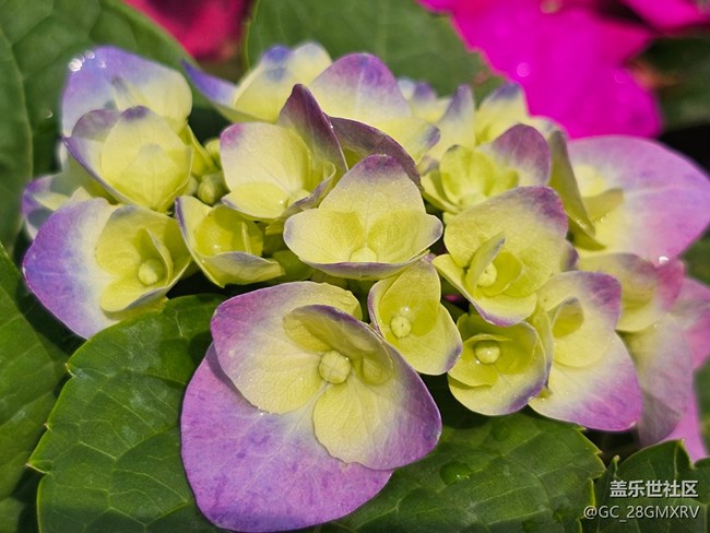 【迎春，在冬末】尋花香