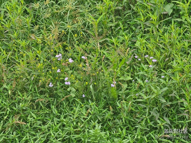 【迎春，在冬末】春日記憶