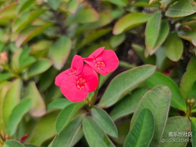 【一鏡藏春】花朵盛開