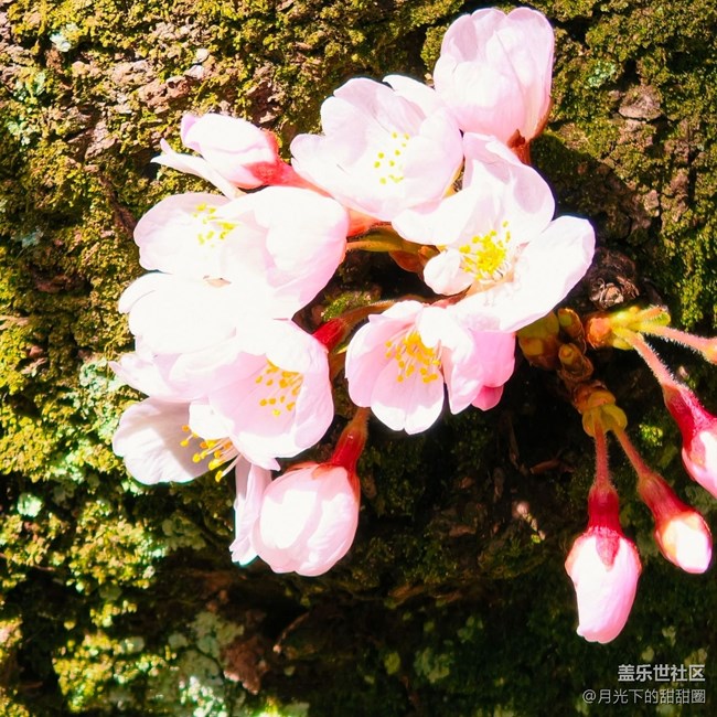 【途有春光】賞花