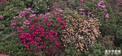 【鏡藏萬(wàn)象】枝繁葉茂花舞人間