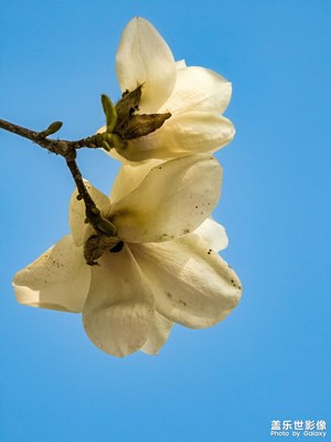 春日序章|玉蘭初綻