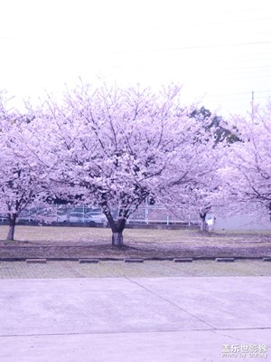 【鏡藏萬(wàn)象】春花爛漫