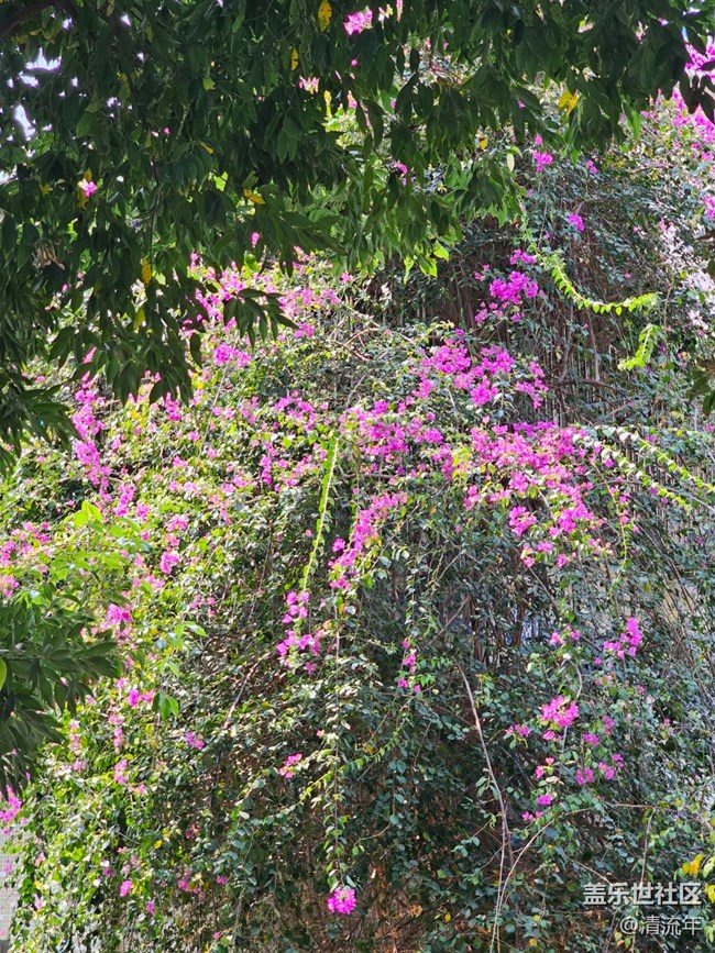 【途有春光】途中之景